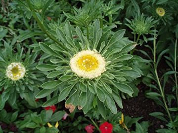 Çin Aster (Callistephus Chinensis-Hulk ) Tohumu