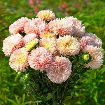 Çin Aster Tohumu (King Size' Series, 'King Size Apricot)