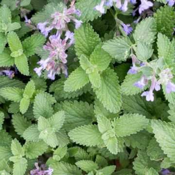 Kedi Nanesi Tohumu Catmint Nepeta Cataria