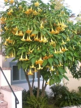 Melek Borusu Tohumu brugmansia tohumu yoğun parfüm kokulu