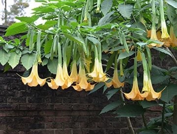 Melek Borusu Tohumu brugmansia tohumu yoğun parfüm kokulu