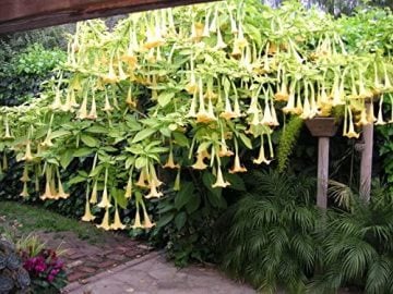 Melek Borusu Tohumu brugmansia tohumu yoğun parfüm kokulu