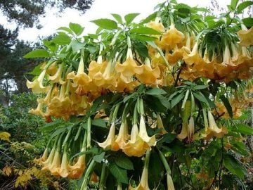 Melek Borusu Tohumu brugmansia tohumu yoğun parfüm kokulu