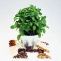 Stevia (Şeker Otu) Fidesi - Seedling (Young Plant)