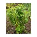 Stevia (Şeker Otu) Fidesi - Seedling (Young Plant)