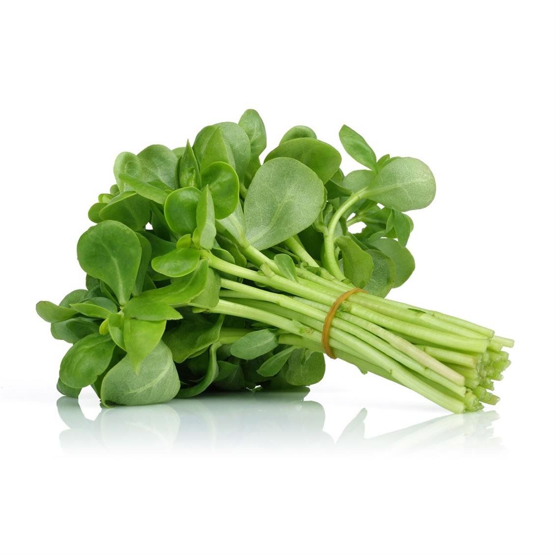 Semiz OtuTohumu - 100 adet