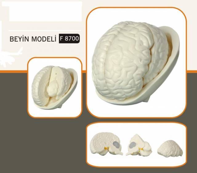 BEYİN MODELİ