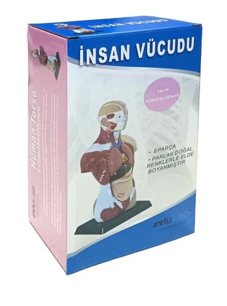 İNSAN VÜCUDU (Küçük Boy, 27 cm.)