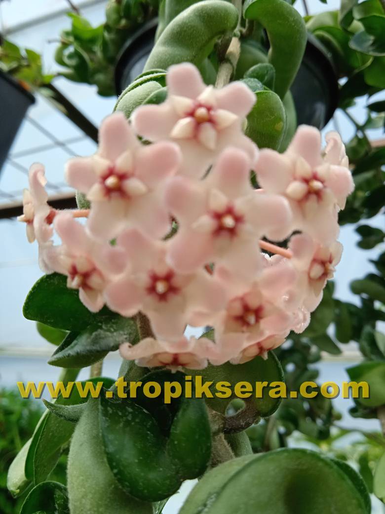 Hoya compacta -  Kokulu mum çiçeği  10-20 cm boyda, mini saksıda köklü.Güçlü sürgünlü (kod:new14c)
