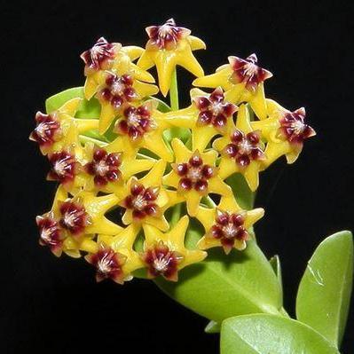 Hoya cumingiana -  Kokulu mum çiçeği 10-20 cm boyda mini saksıda köklü.Güçlü sürgünlü (kod:new17c)