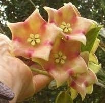 Hoya cv monette -  Kokulu mum çiçeği10-20 cm boyda mini saksıda köklü.Güçlü sürgünlü (kod:new21c)