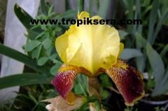 Kod:Irs10 Tall bearded Iris germanica Accent (sağlıklı 1adet rizom)