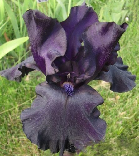 Kod:Irs15 Tall bearded Iris germanica Black Dragon (sağlıklı 1adet rizom)