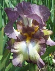 Kod:Irs17 Tall bearded Iris germanica Burgundy Brown (sağlıklı 1adet rizom)