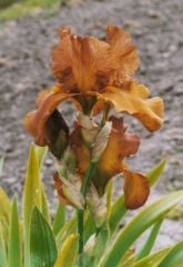 Kod:Irs18 Tall bearded Iris germanica Cable Car (sağlıklı 1adet rizom)