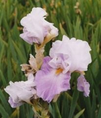 Kod:Irs20 Tall bearded Iris germanica Cloud of Dawn (sağlıklı 1adet rizom)