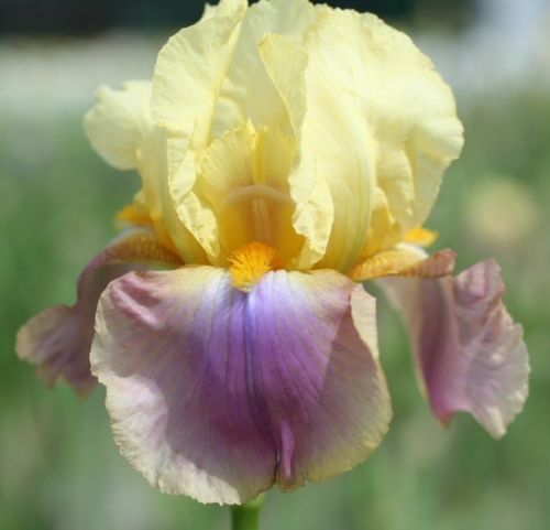 Kod:Irs21 Tall bearded Iris germanica Distant Chimes (sağlıklı 1adet rizom)