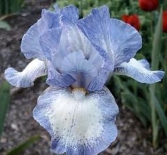 Kod:Irs23 Tall bearded Iris germanica Frothingslosh (sağlıklı 1adet rizom)