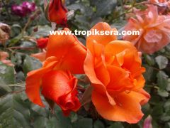 Kod:g13 Yoğun kokulu sarmaşık çardak turuncu gül - circus rose (120-150 cm boyda)
