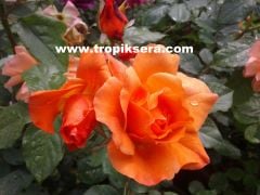 Kod:g13 Yoğun kokulu sarmaşık çardak turuncu gül - circus rose (120-150 cm boyda)