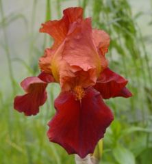 Kod:Irs27 Tall bearded Iris germanica Natchez Trace (sağlıklı 1adet rizom)