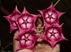 Hoya kaumiki red -  Kokulu mum çiçeği 10-20 cm boyda mini saksıda köklü.Güçlü sürgünlü (kod:new41c)
