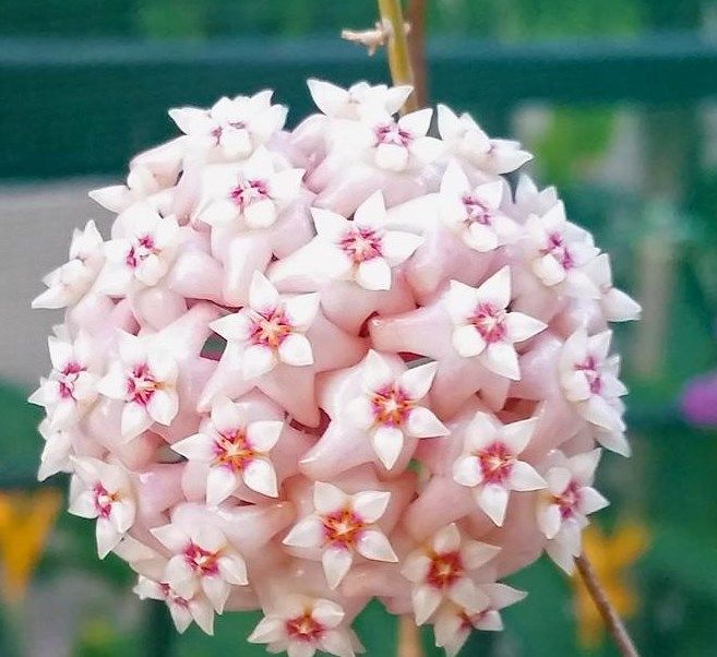 Hoya latifolia -  Kokulu mum çiçeği 20-40 cm boyda mini saksıda köklü.Güçlü sürgünlü (kod:new44c)