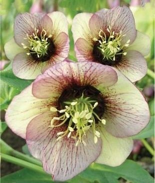 kod;Hel03  Helleborus orientalis hybridus PICOTEE (çiçek açacak sağlıklı 1adet canlı ve yapraklı rizom)