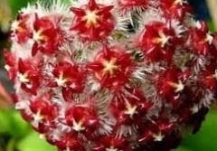 hoya mindorensis red star-  Kokulu mum çiçeği 10-20 cm boyda mini saksıda köklü.Güçlü sürgünlü (kod:new47c)