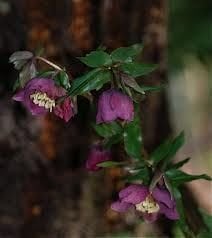 kod;Hel06  Helleborus orientalis hybridus YELLOW (çiçek açacak sağlıklı 1adet canlı ve yapraklı rizom)