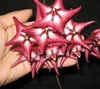 Hoya onychoides venüs -  Kokulu mum çiçeği10-20 cm boyda mini saksıda köklü.Güçlü sürgünlü (kod:new50c) Özel pahalı bir tür.