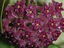 Hoya Purpureo fusca -  Kokulu mum çiçeği  10-20 cm boyda mini saksıda köklü.Güçlü sürgünlü (kod:new54c)