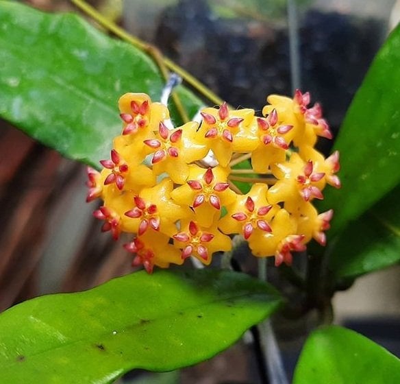 Hoya valmayoriana -  Kokulu mum çiçeği 10-20 cm boyda mini saksıda köklü.Güçlü sürgünlü (kod:new68c)
