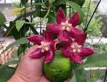 Hoya İmperialis red -  Kokulu mum çiçeği 10-20 cm boyda mini saksıda köklü.Güçlü sürgünlü (kod:new71c)
