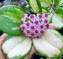 Hoya obovata variegate -  Kokulu mum çiçeği 10-20 cm boyda mini saksıda köklü.Güçlü sürgünlü (kod:new72c)