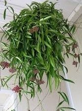 Hoya wayetii -  Kokulu mum çiçeği 10-20 cm boyda mini saksıda köklü.Güçlü sürgünlü (kod:new74c)