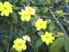 Kod:y30 Sarı Yasemin, Jasminum Primulinum (1 yaş, 30-50 cm boyda)