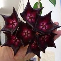 Hoya cv. rainforest -  kokulu mum çiçeği 10-20 cm boyda mini saksıda köklü.Güçlü sürgünlü (kod:new85c)