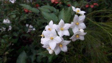 Kod:y33 solanum yasemin, Solanum Jasminoides (2 yaş 20 - 50 cm boy)