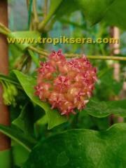 Hoya mindorensis pinkish orange -  kokulu mum çiçeği 10-20 cm boyda mini saksıda köklü.Güçlü sürgünlü (kod:new88c)