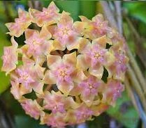 Hoya vitellina -  kokulu mum çiçeği 10-20 cm boyda mini saksıda köklü.Güçlü sürgünlü (kod:new97c)