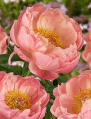 kod:peo18 Peony 'Coral Charm' Hardy Perennial Apricot ,orange (sağlıklı çıplak kök) Yoğun parfüm kokulu. Kök peony (şakayık)