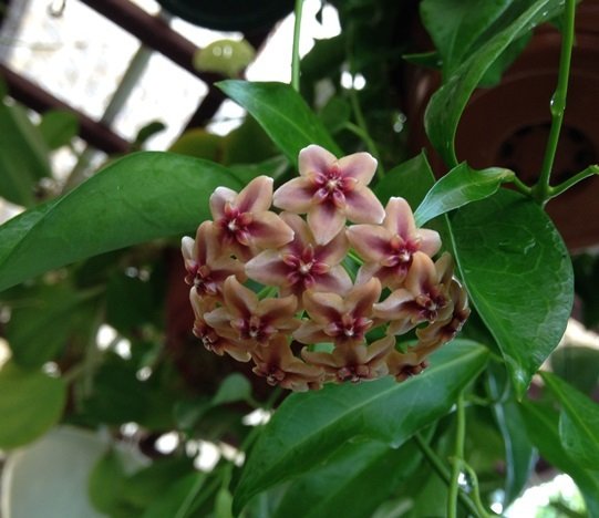Hoya Rubida - mum çiçeği 10-20 cm boyda mini saksıda köklü.Güçlü sürgünlü (kod:new104c)