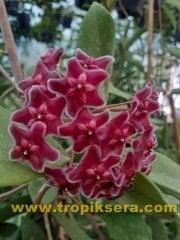 Hoya Carnosa red -  kokulu mum çiçeği 10-20 cm boyda mini saksıda köklü.Güçlü sürgünlü (kod:new107c)