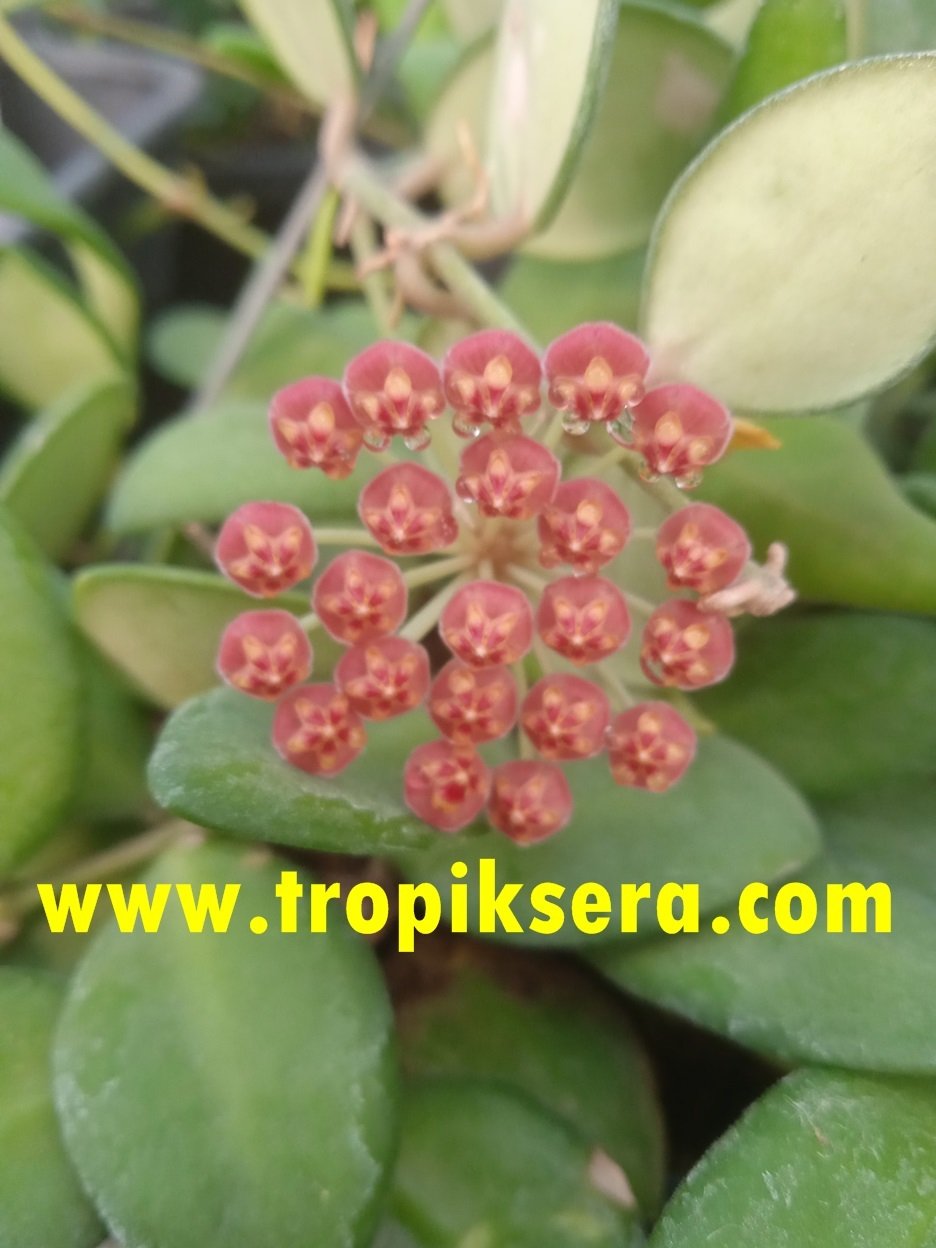 Hoya Tsangii -  kokulu mum çiçeği 10-20 cm boyda mini saksıda köklü.Güçlü sürgünlü (kod:new108c)