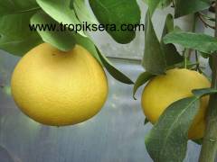 Kod:na19 Pomelo, shaddok, citrus maxima (4-5 yaş, 150cm- 200cm boy)