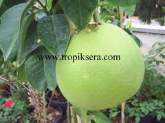 Kod:na21 Pomelo, shaddok, citrus maxima (2 yaş, 40cm- 60cm boy)