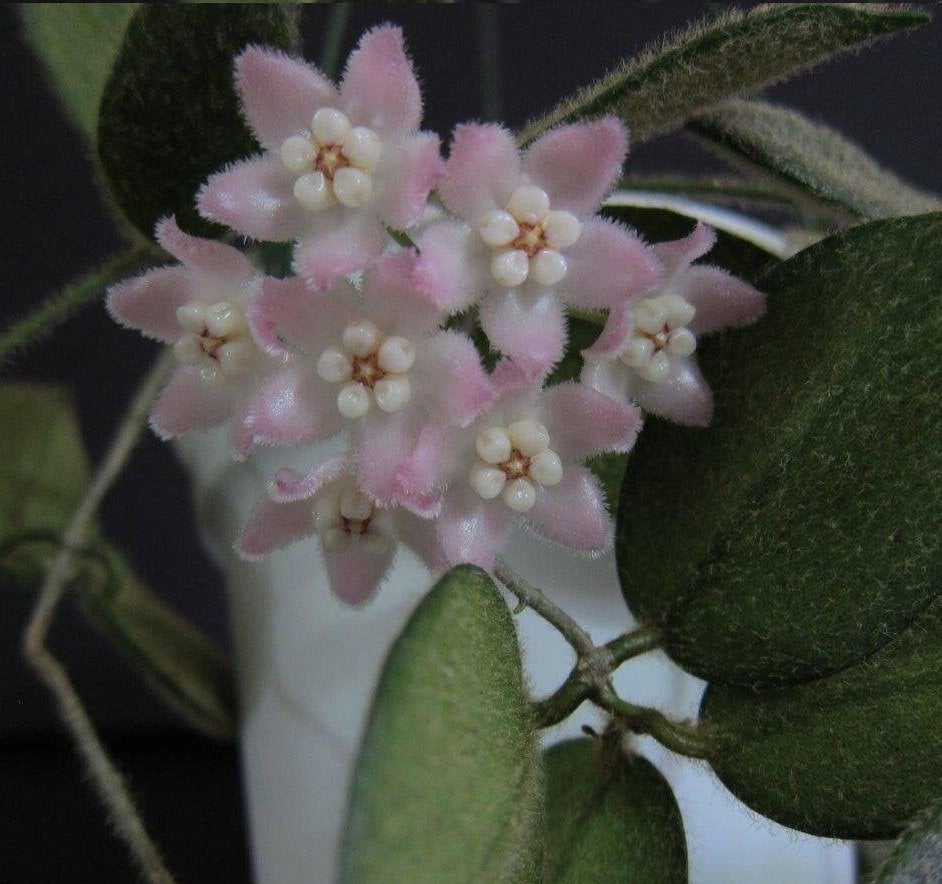 Hoya  Thomsonii pink - kokulu mum çiçeği 2 yaprak toprak da köklü ve sürgünlü (kod:new110a)