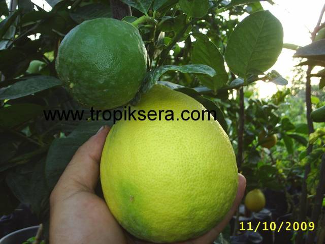 Kod:na36 Jumbo limon (2 yaş, 20-40 cm boy)