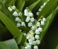 Kod:müge02 Lily of the Valley - 'Convallaria Majalis (Yoğun kokulu çiçek açabilecek büyüklükte 1 rizom)